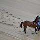 Homeboykris walks down the muddy track before Saturday’s first race of the day at Pimlico. Via AP.